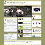 Jack Russell Terriers