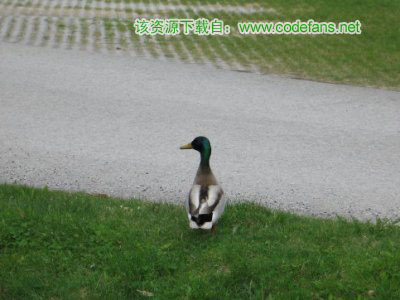 Why did the duck cross the road?