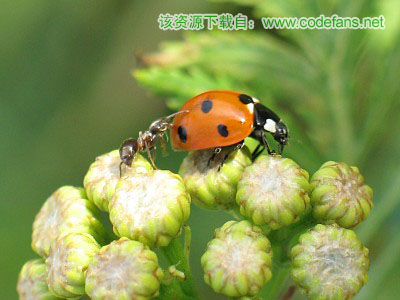A ladybug being harassed by an ant.