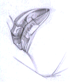 Flash̳̣ͨͺͻƷ,PS̳,˼Ե̳